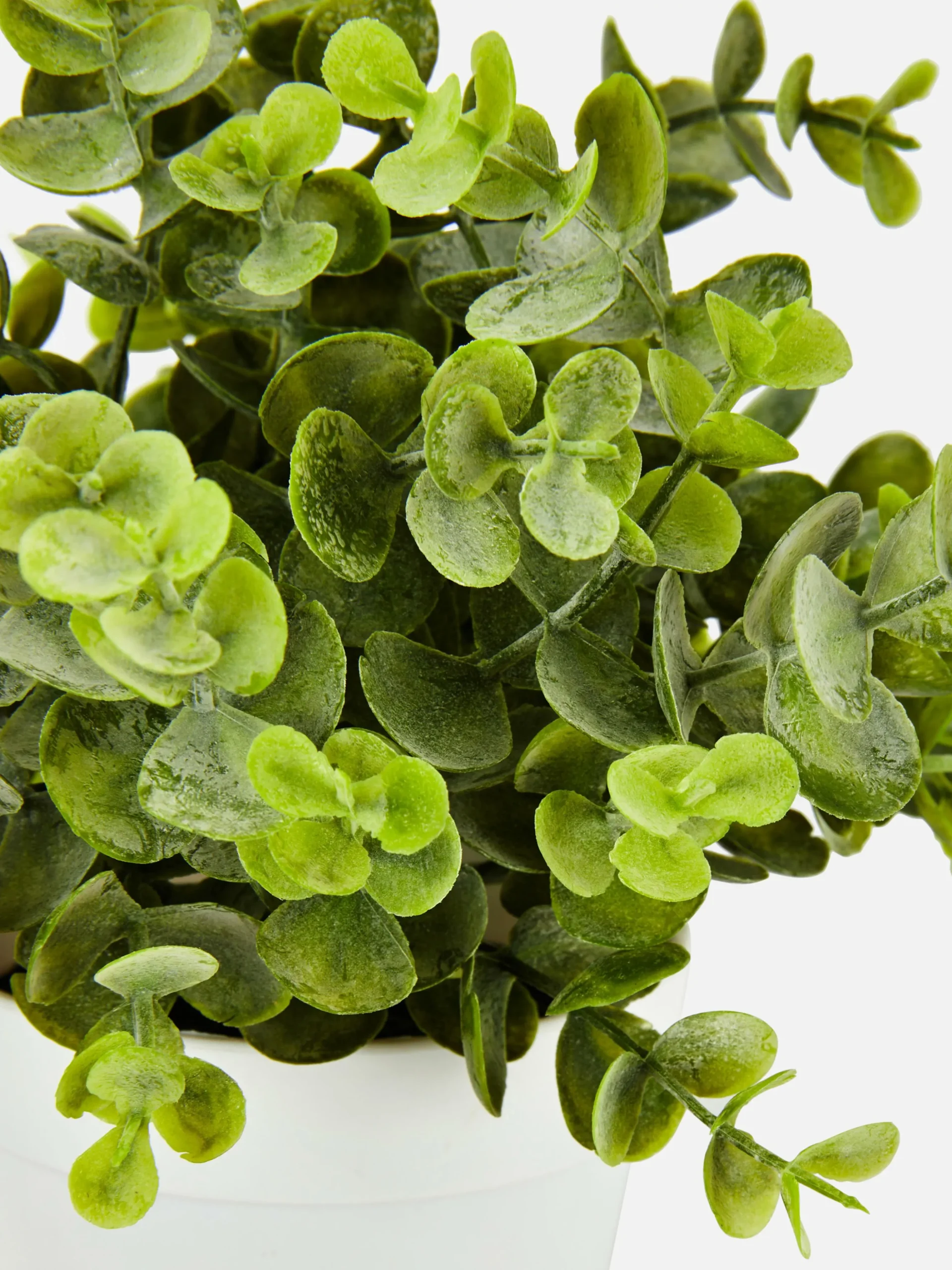 Kleine Künstliche Eukalyptuspflanze